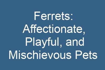 Ferrets: Affectionate, Playful, and Mischievous Pets