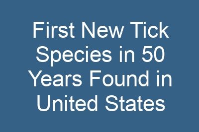 First New Tick Species in 50 Years Found in United States