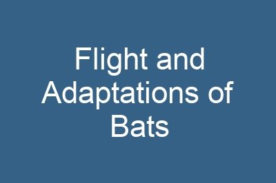 Flight and Adaptations of Bats
