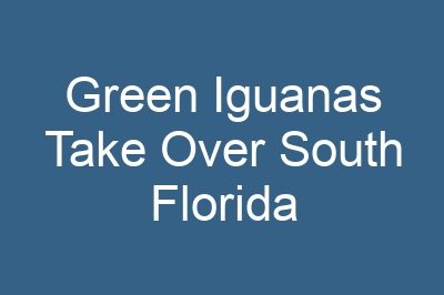 Green Iguanas Take Over South Florida