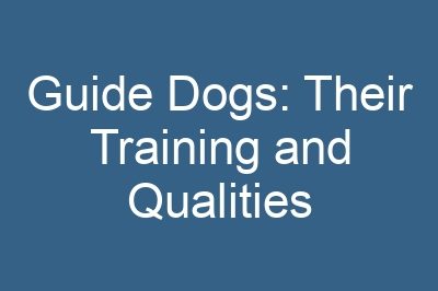 Guide Dogs: Their Training and Qualities