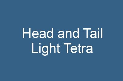 Head and Tail Light Tetra