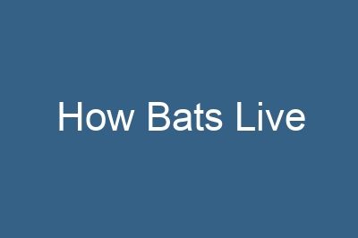 How Bats Live