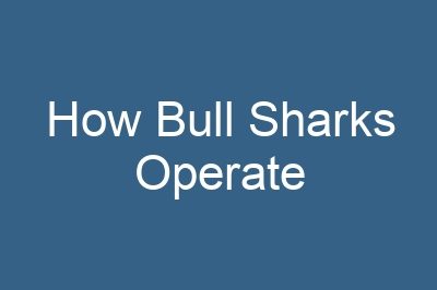 How Bull Sharks Operate