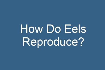 How Do Eels Reproduce?