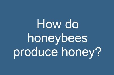 How do honeybees produce honey?