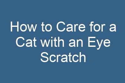 How to Care for a Cat with an Eye Scratch