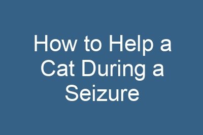 How to Help a Cat During a Seizure