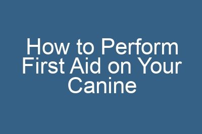 How to Perform First Aid on Your Canine
