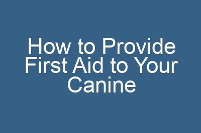 How to Provide First Aid to Your Canine