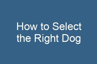 How to Select the Right Dog