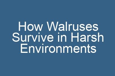 How Walruses Survive in Harsh Environments