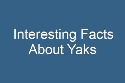 Interesting Facts About Yaks