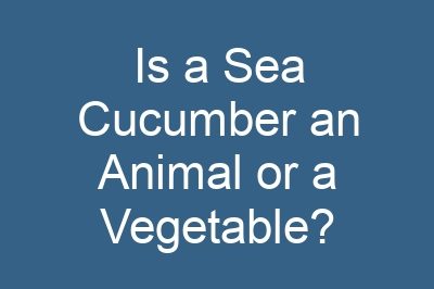 Is a Sea Cucumber an Animal or a Vegetable?