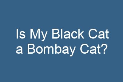 Is My Black Cat a Bombay Cat?