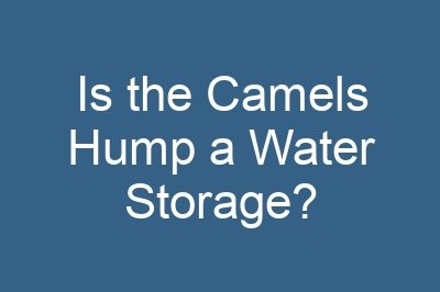 Is the Camels Hump a Water Storage?