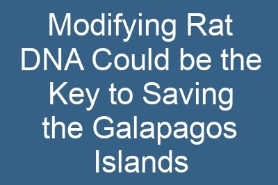 Modifying Rat DNA Could be the Key to Saving the Galapagos Islands