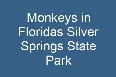 Monkeys in Floridas Silver Springs State Park