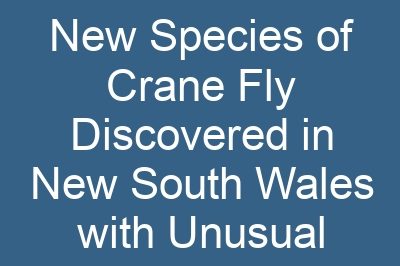 New Species of Crane Fly Discovered in New South Wales with Unusual Characteristics