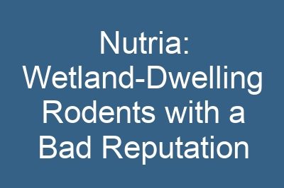 Nutria: Wetland-Dwelling Rodents with a Bad Reputation