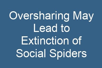 Oversharing May Lead to Extinction of Social Spiders