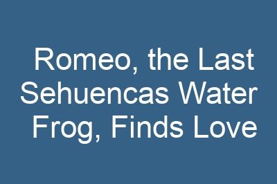 Romeo, the Last Sehuencas Water Frog, Finds Love