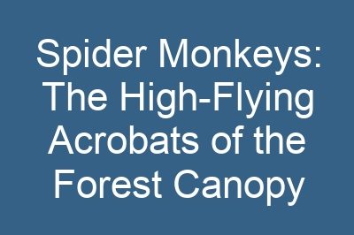 Spider Monkeys: The High-Flying Acrobats of the Forest Canopy