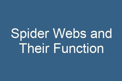Spider Webs and Their Function