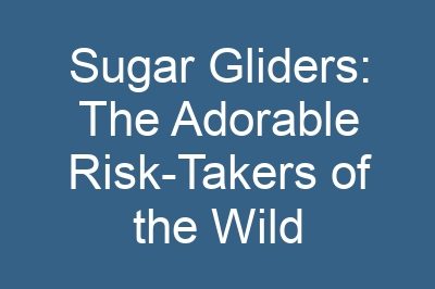 Sugar Gliders: The Adorable Risk-Takers of the Wild