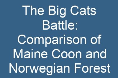 The Big Cats Battle: Comparison of Maine Coon and Norwegian Forest