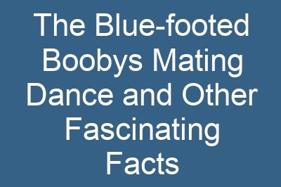 The Blue-footed Boobys Mating Dance and Other Fascinating Facts