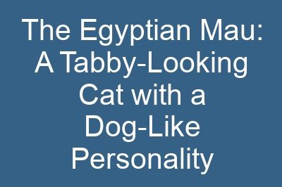 The Egyptian Mau: A Tabby-Looking Cat with a Dog-Like Personality
