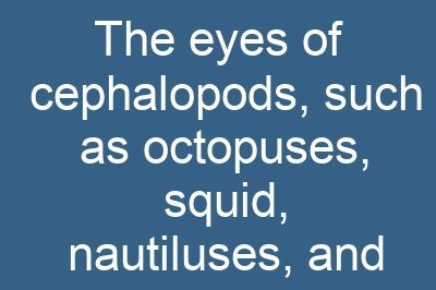 The eyes of cephalopods, such as octopuses, squid, nautiluses, and cuttlefish, are more complex than previously thought, according to a recent study. These creatures possess high-acuity camera-style eyes, which evolved independently from vertebrates. However, Alexander Stubbs, a graduate student at