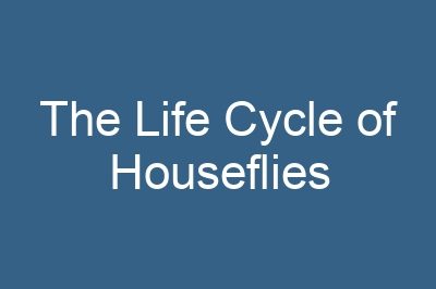 The Life Cycle of Houseflies