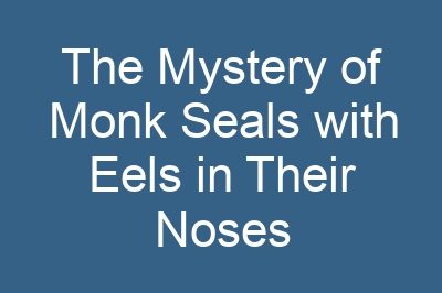 The Mystery of Monk Seals with Eels in Their Noses