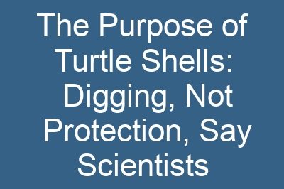 The Purpose of Turtle Shells: Digging, Not Protection, Say Scientists