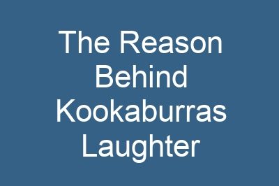 The Reason Behind Kookaburras Laughter