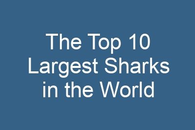 The Top 10 Largest Sharks in the World