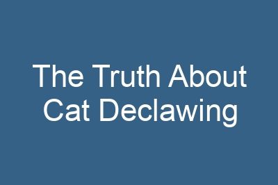 The Truth About Cat Declawing
