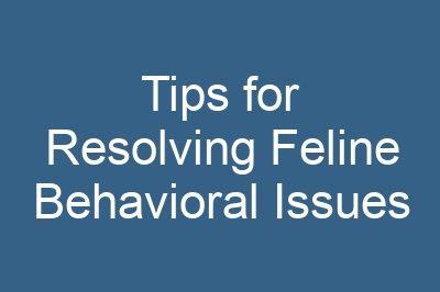 Tips for Resolving Feline Behavioral Issues