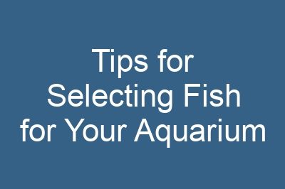 Tips for Selecting Fish for Your Aquarium