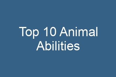 Top 10 Animal Abilities
