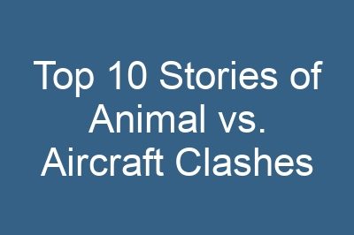 Top 10 Stories of Animal vs. Aircraft Clashes