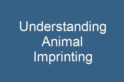 Understanding Animal Imprinting