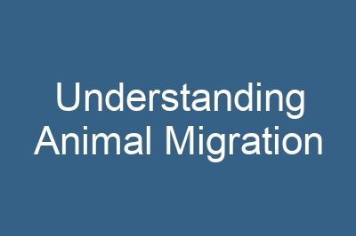 Understanding Animal Migration