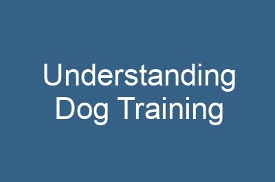 Understanding Dog Training