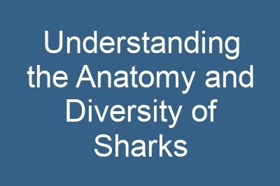 Understanding the Anatomy and Diversity of Sharks