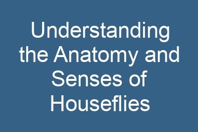 Understanding the Anatomy and Senses of Houseflies