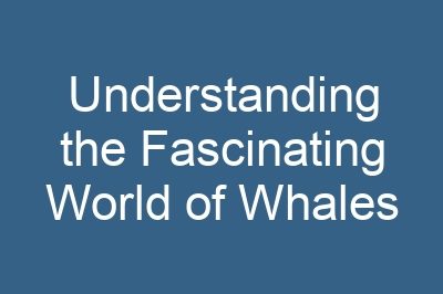 Understanding the Fascinating World of Whales