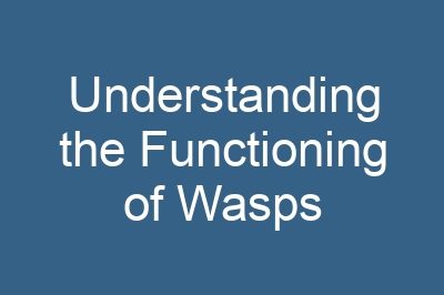 Understanding the Functioning of Wasps